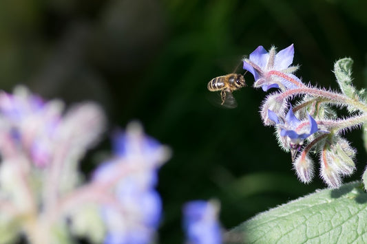 Regenerative Agriculture is the quickest solution to reverse climate change