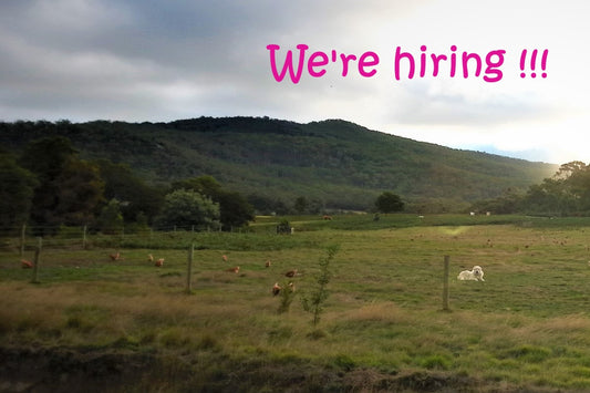 Maremma dog and laying hens in a paddock on the foothills of Mount Cole. Logo of Abundance Farm. Text saying we're hiring.