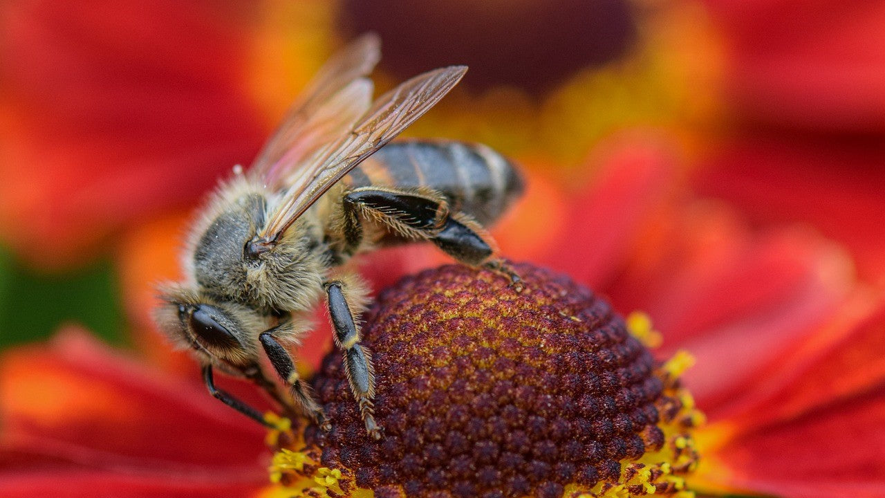 Books / Bees & Other Pollinators