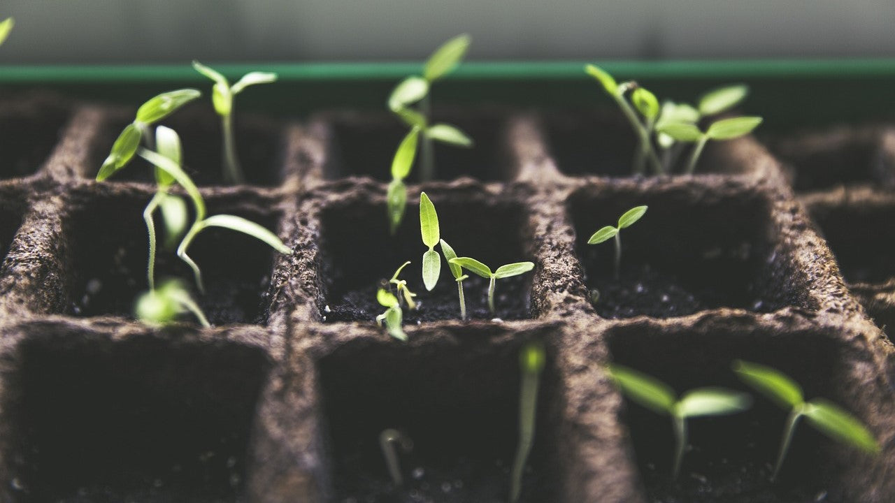 Propagation, Pots & Planters