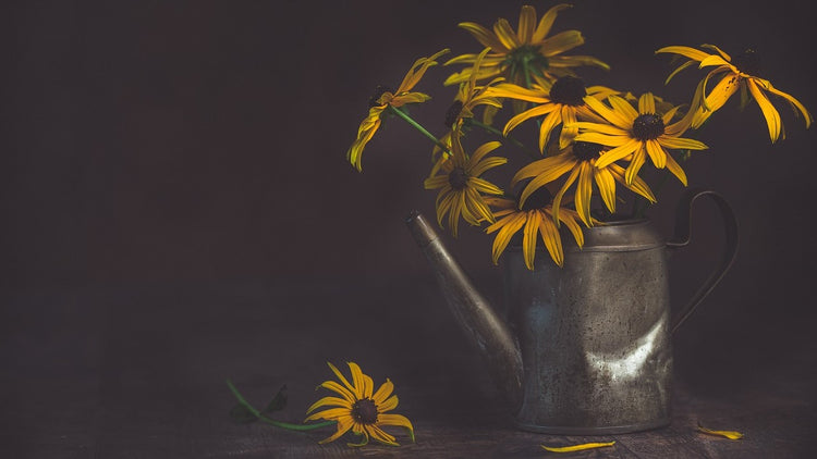 Yellow Daily-like flowers in a metallic watering can