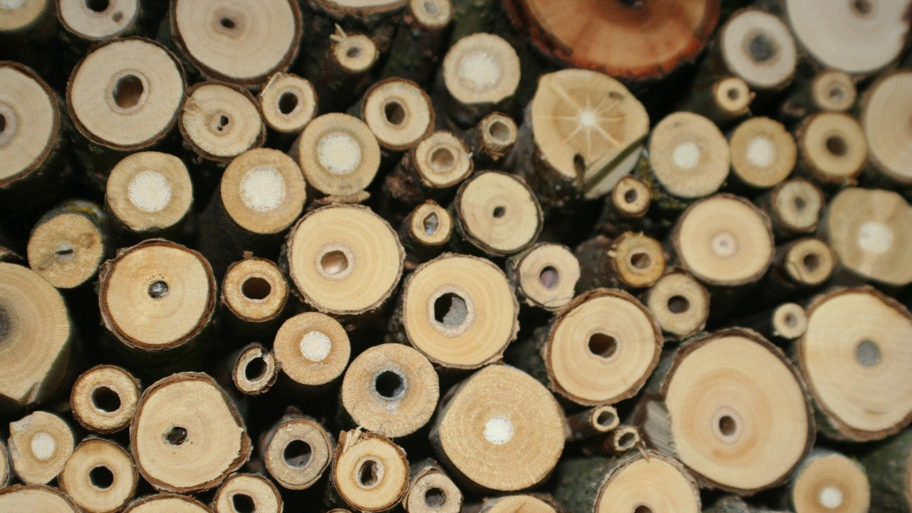Holes for insects in wooden sticks
