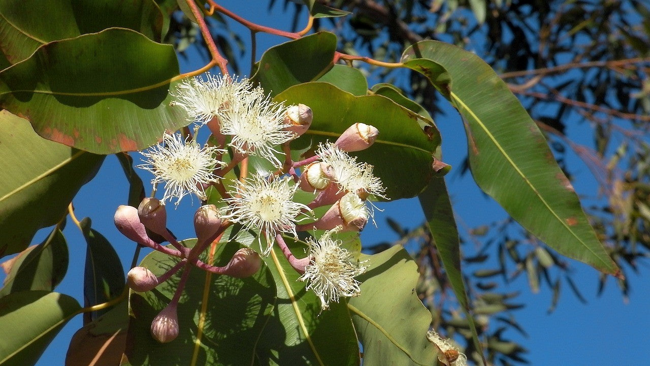 White eucaluptus flowers and green foliage