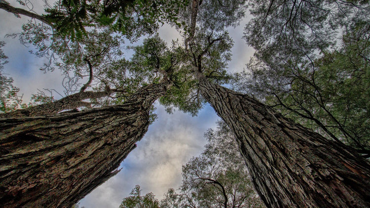 Books / Trees