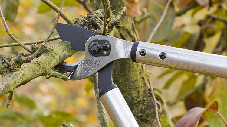 Pruning Shears