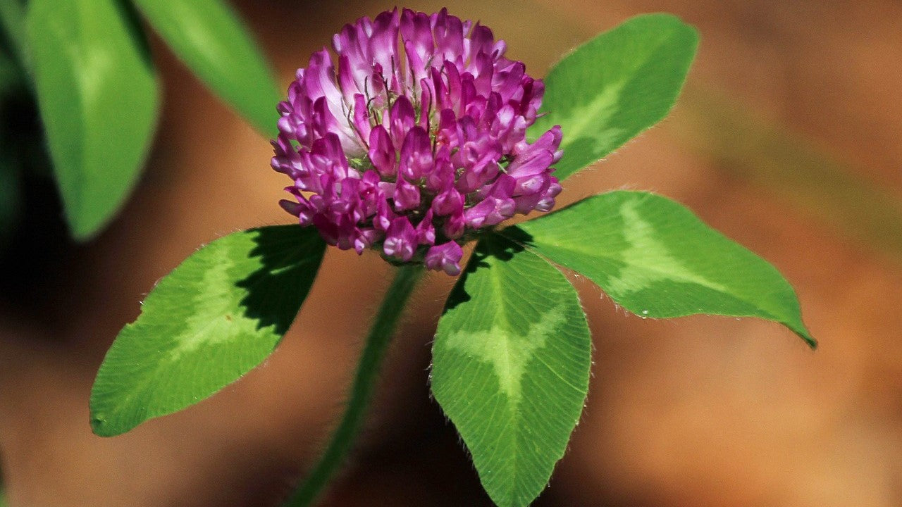 Red clover flower and leaves
