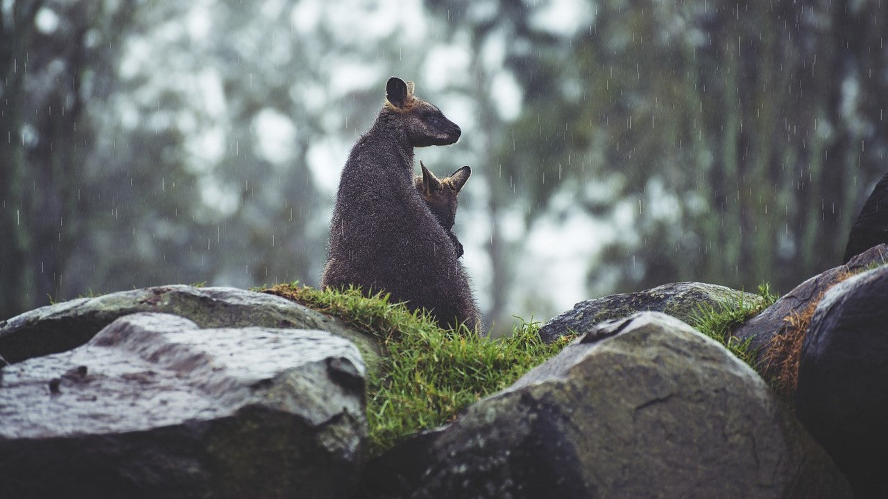 Books / Australian Wildlife