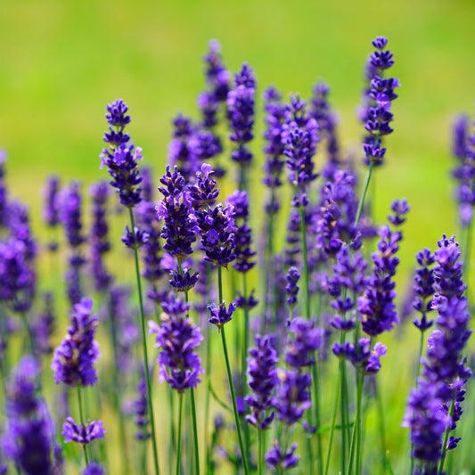 Castor Oil and Lavender - 200ml