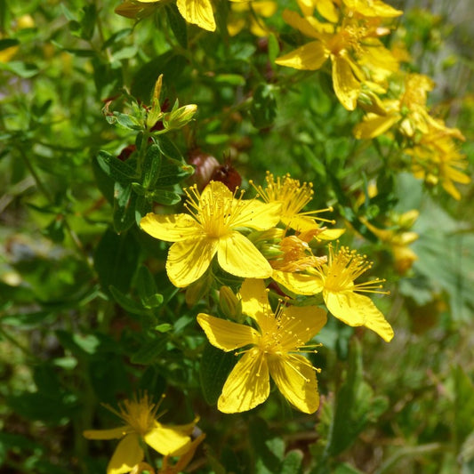 Herbal Tea - St John's Wort - 20g