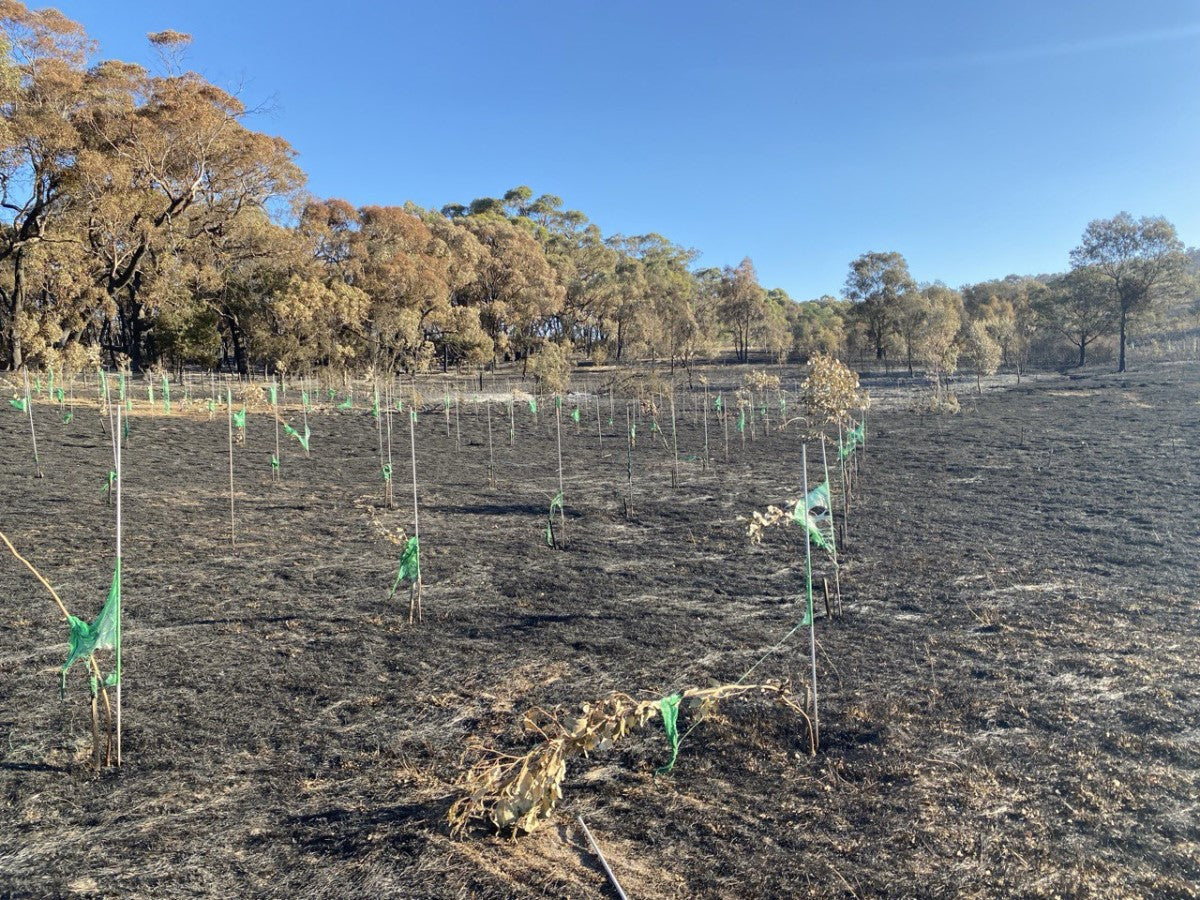 2024 Tree Planting Campaign