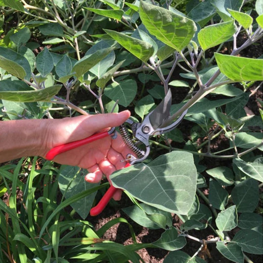 Corona - BP3160 - Classic Cut Forged Steel Pruner