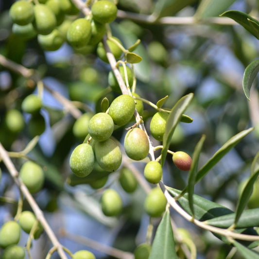 Raw Organic Olive Oil