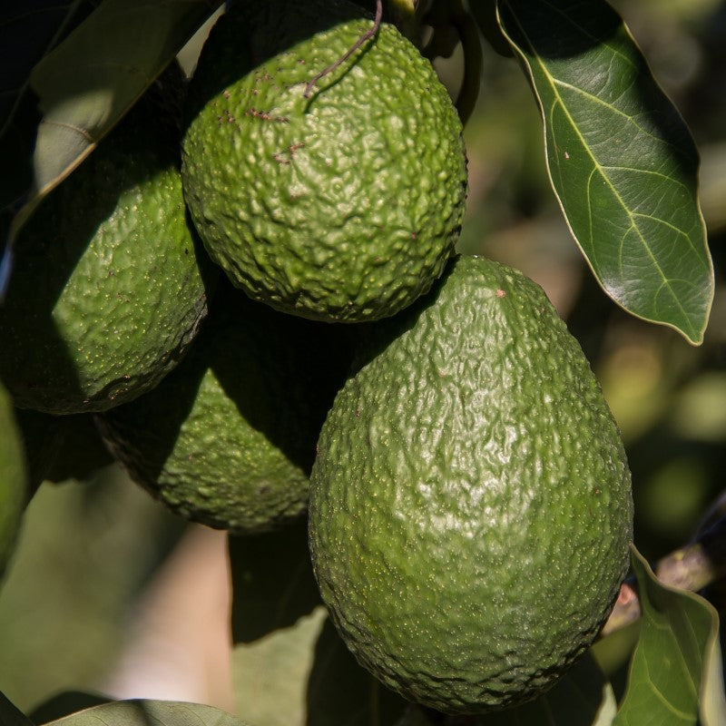 Raw Organic Avocado Oil