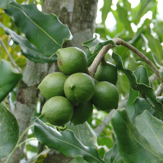 Raw Organic Macadamia Oil