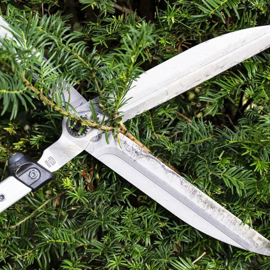 Felco 250 - Hedge Shears
