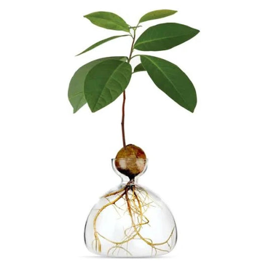 Avocado Seed Starter Vase - Clear