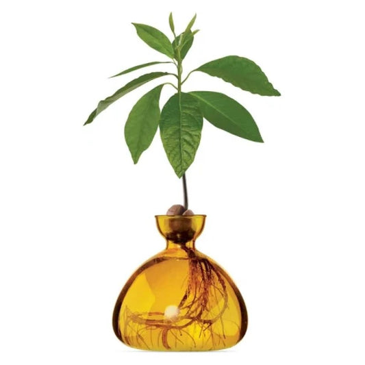 Avocado Seed Starter Vase - Amber