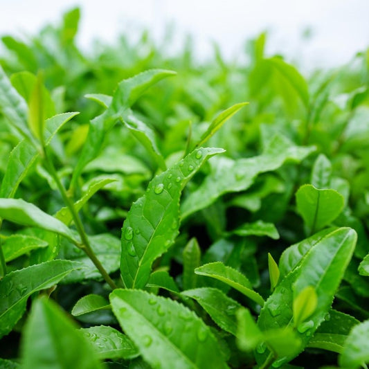 Loose Leaf Tea - Green Tea - 150g