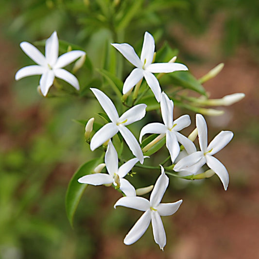 Loose Leaf Tea - Jasmine Green with Pear - 100g
