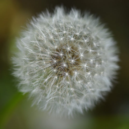 Herbal Tea - Roast Dandelion - 150g