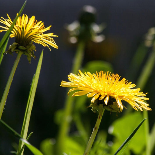 Herbal Tea - Roast Dandelion - Fine Blend - 175g