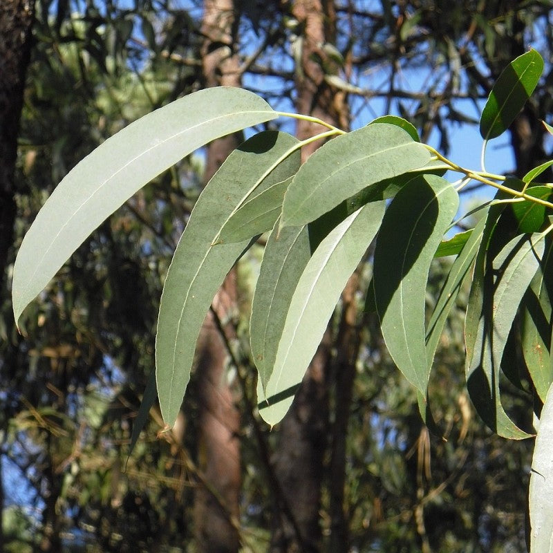 Essential Oil - Eucalyptus - 10ml