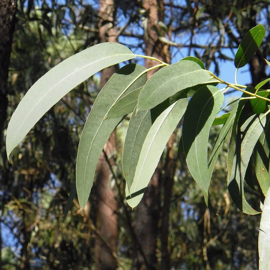 Essential Oil - Eucalyptus - 10ml