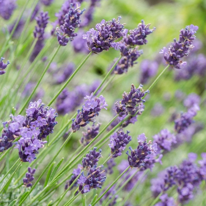 Essential Oil - Lavender - 10ml