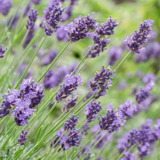 Essential Oil - Lavender - 10ml