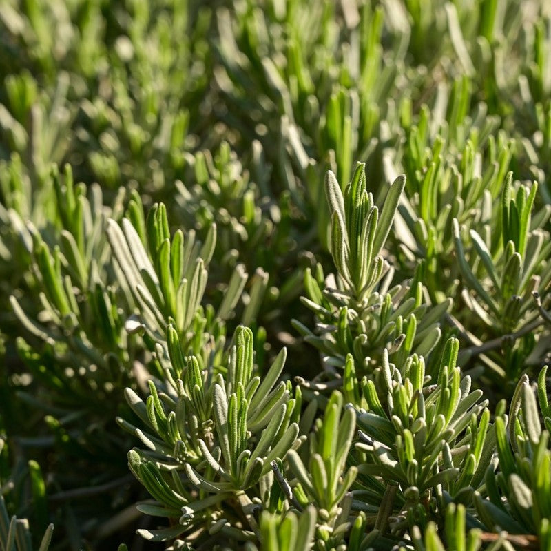 Castor Oil and Rosemary - 200ml