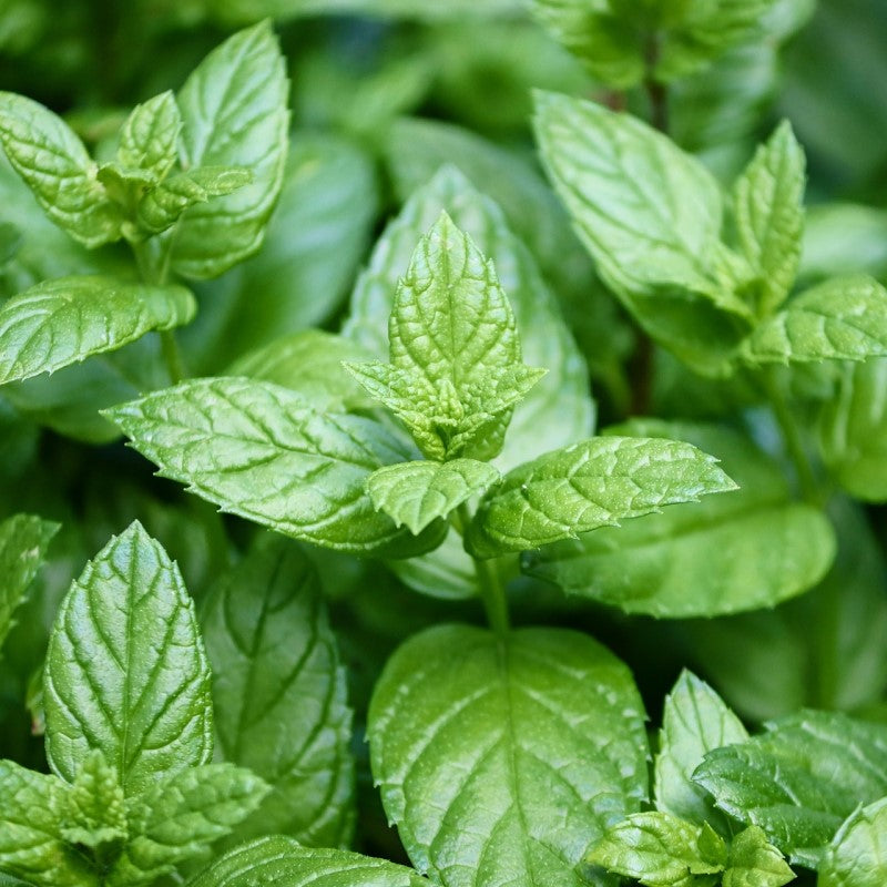 Essential Oil - Peppermint - 10ml