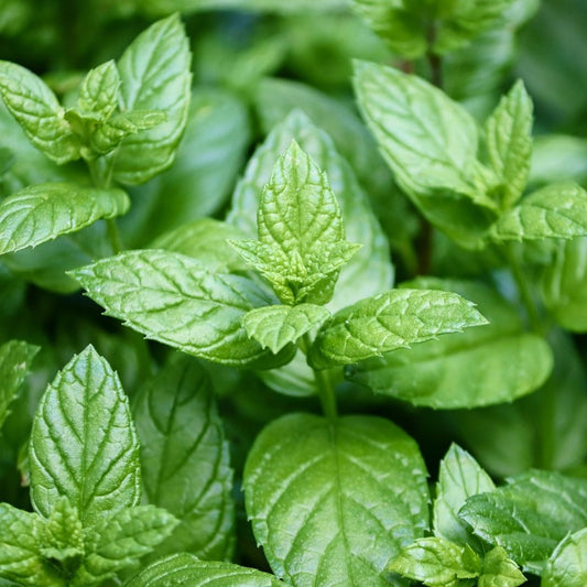 Essential Oil - Peppermint - 10ml