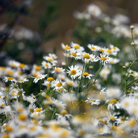 Herbal Tea - Chamomile - 35g