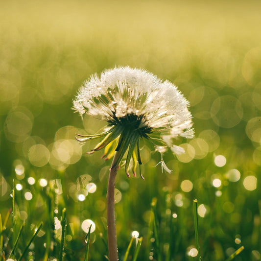 Herbal Tea - Raw Dandelion Root - 100g