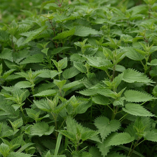 Herbal Tea - Nettle - 50g