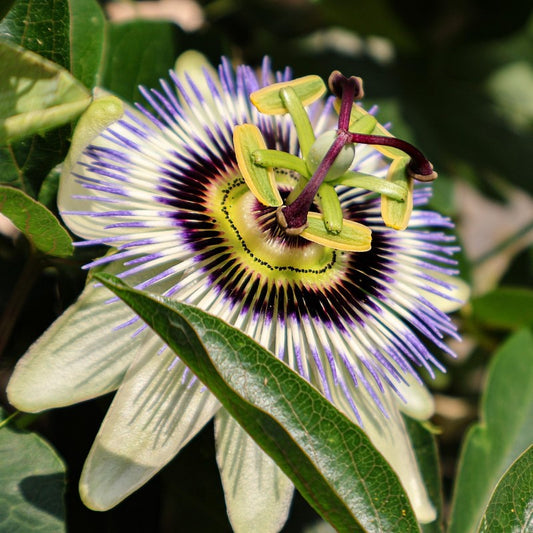 Herbal Tea - Passionflower - 50g