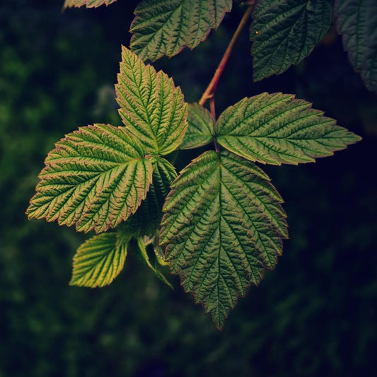 Herbal Tea - Raspberry Leaf - 35g