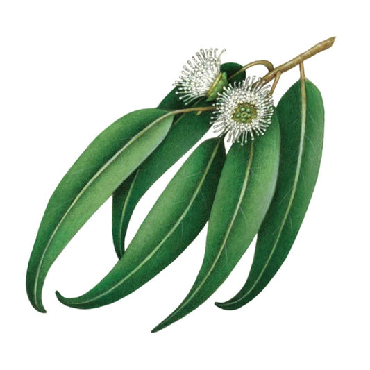 Multi-Purpose Bathroom Cleaner - Eucalyptus - Refill - 1L