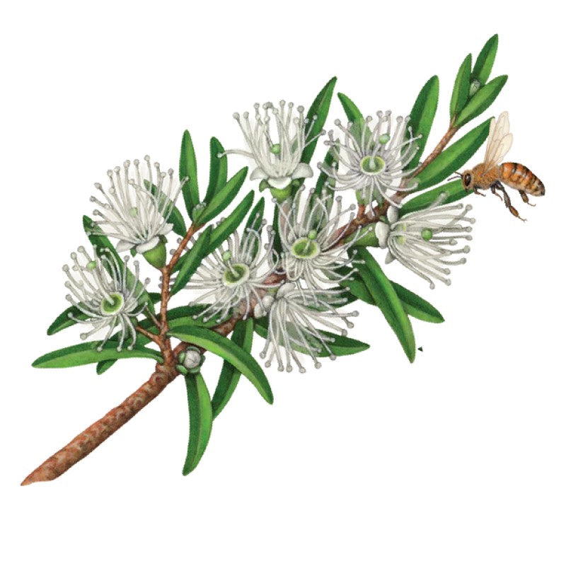 Pillow & Linen Spray - Eucalyptus, Peppermint & Rosalina - 250ml