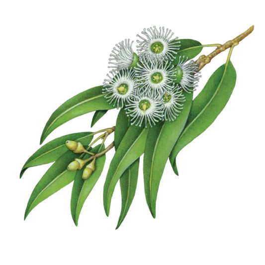 Laundry Wash - Lemon Scented Eucalyptus & Rosemary - 500ml