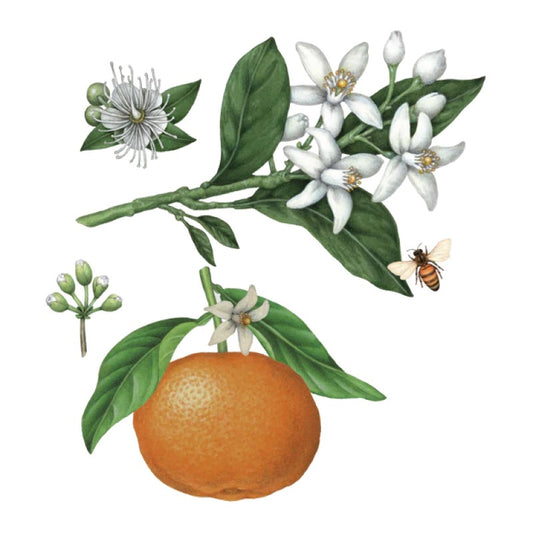 Floor Cleaner - Mandarin & Peppermint - Refill - 1L