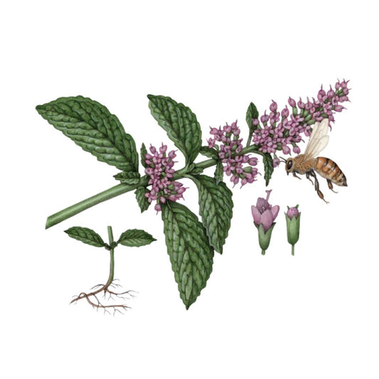 Glass Cleaner - Peppermint - Refill - 1L