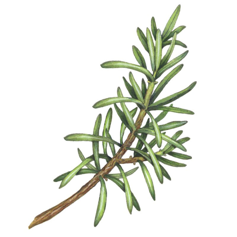 Laundry Wash - Lemon Scented Eucalyptus & Rosemary - 500ml