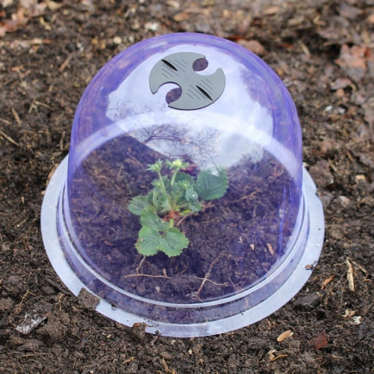 Garden Cloches - Pack of 3