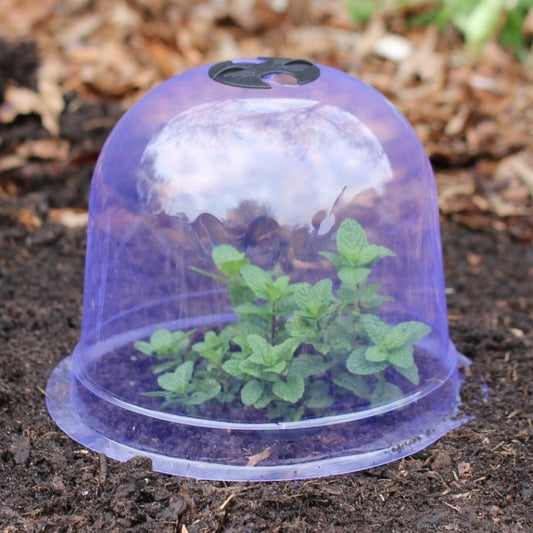 Garden Cloches - Pack of 3