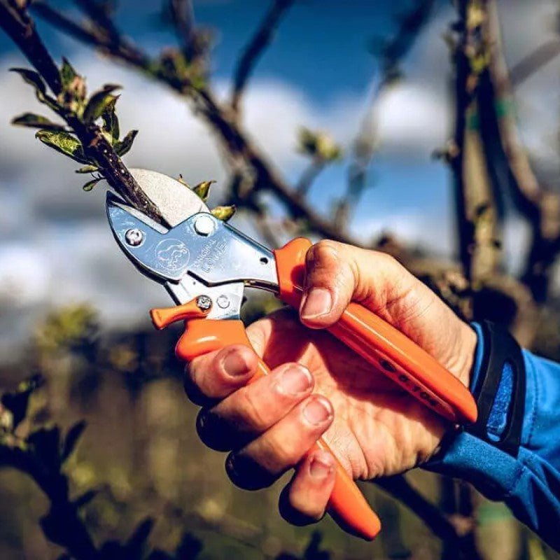 Secateurs - Heavy Duty Anvil Pruner - Small - 5.104