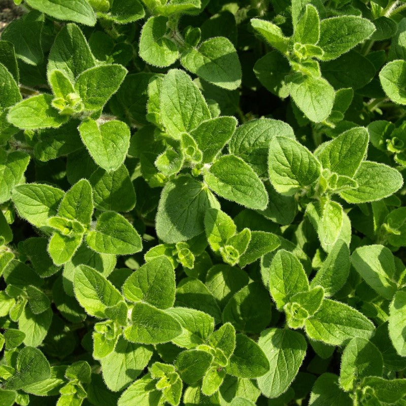 Essential Oil - Oregano - 30ml