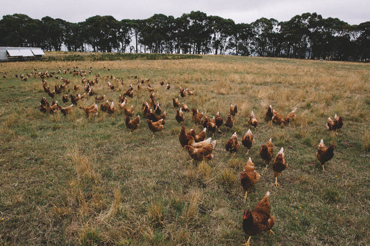 Workshop weekend - Soil, pasture & rocket stove - 26-28th of May 2017