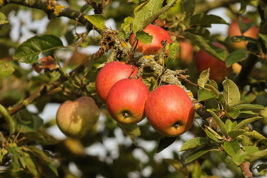 Heritage apple orchard