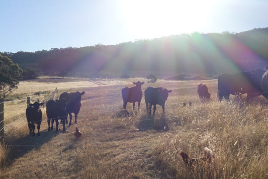 Pasture raised free range beef